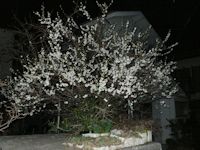 梅３月２０日の夜景写真です。